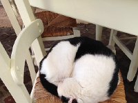 2017-04-06 12-51-17 c45c580a  a real cat